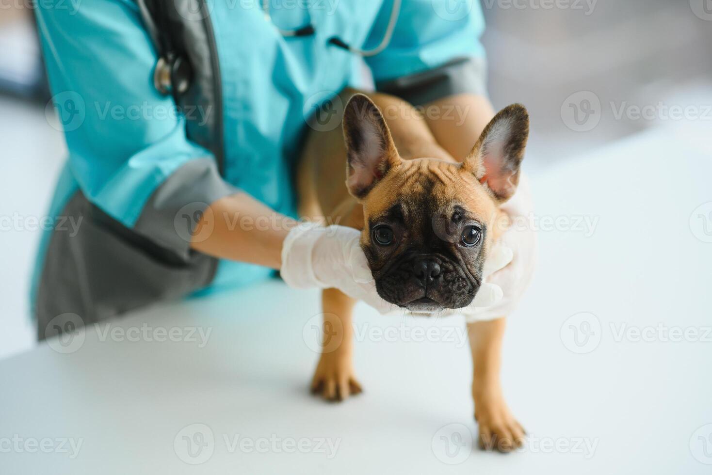 medicinale, animale domestico cura e persone concetto - vicino su di francese bulldog cane e veterinario medico mano a veterinario clinica - Immagine foto