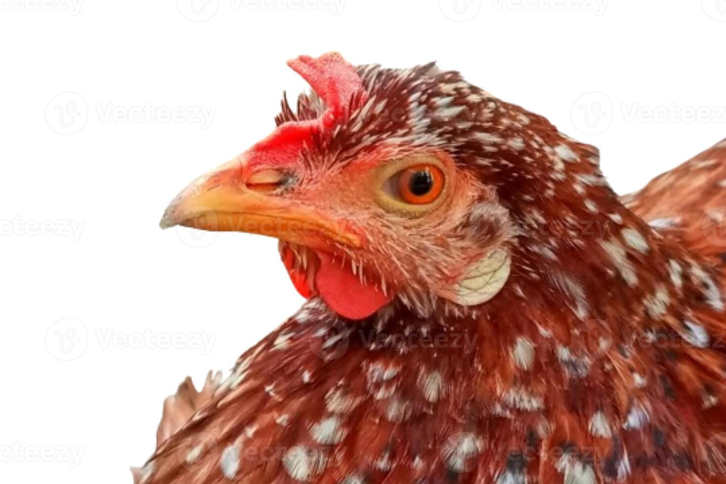 pollo testa isolato su bianca sfondo foto