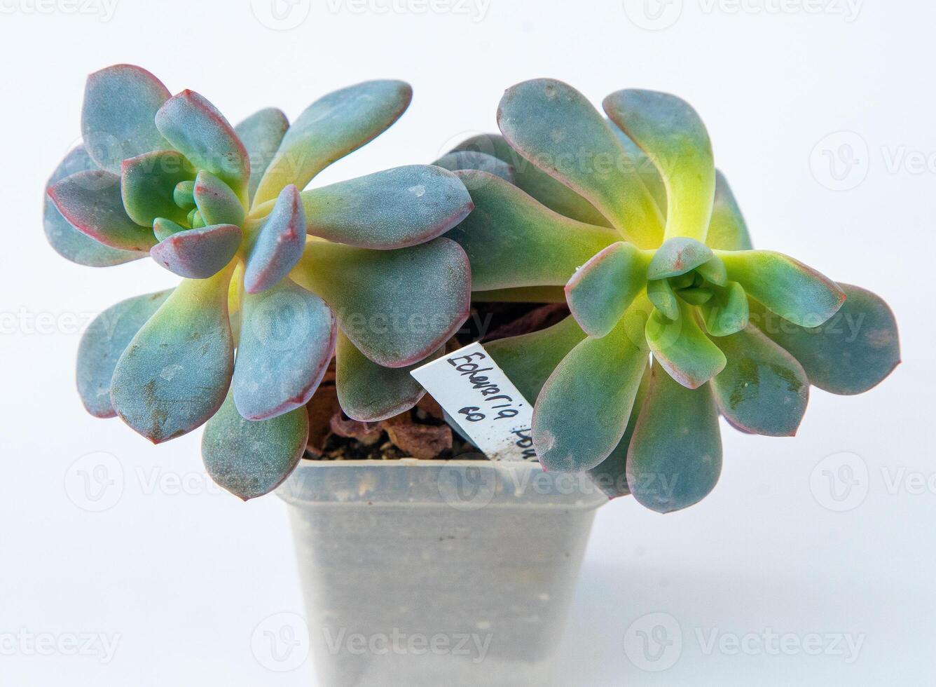 echeveria pianta succulento nel pentola. verde poco fiore su bianca sfondo. foto