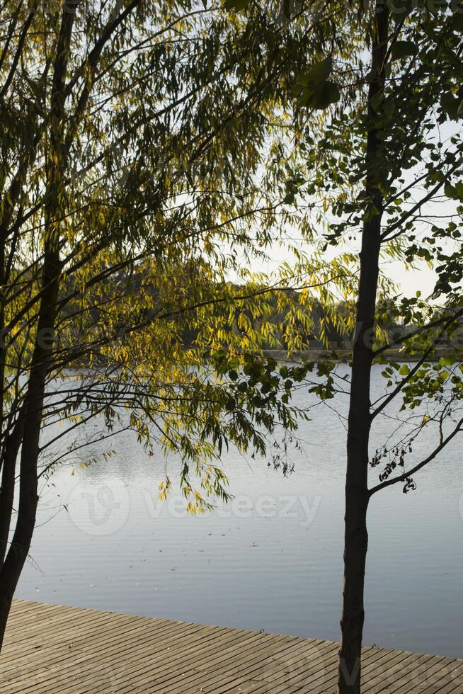 lago nel il foresta. autunno alberi su il lago. foto