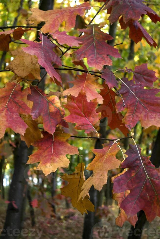 il quercia le foglie a autunno parco, vicino su. bellissimo autunno sfondo. foto