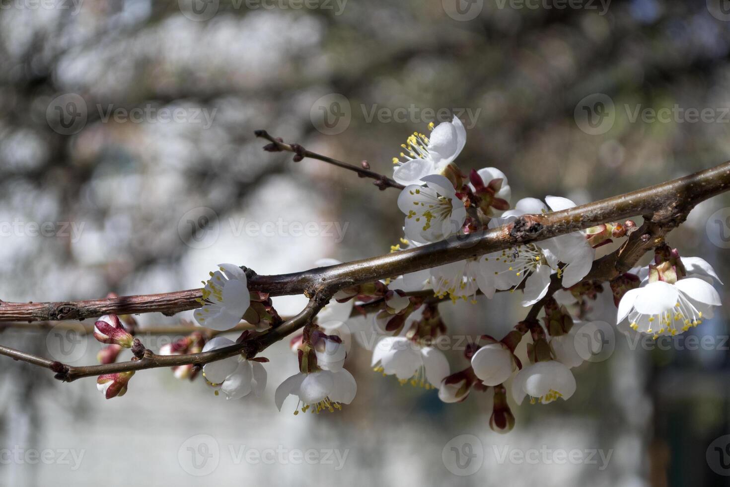 il sakura è fioritura. primavera fiorire di ciliegia albero. foto