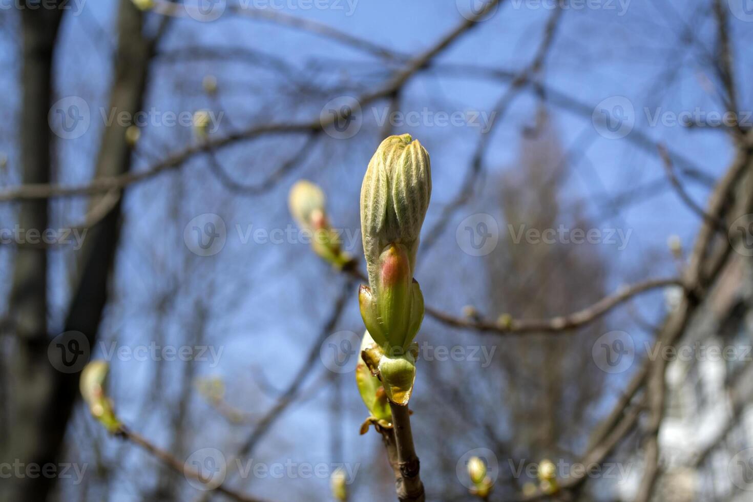 bellissimo primavera mini cuffie. di stagione fioritura macro. foto