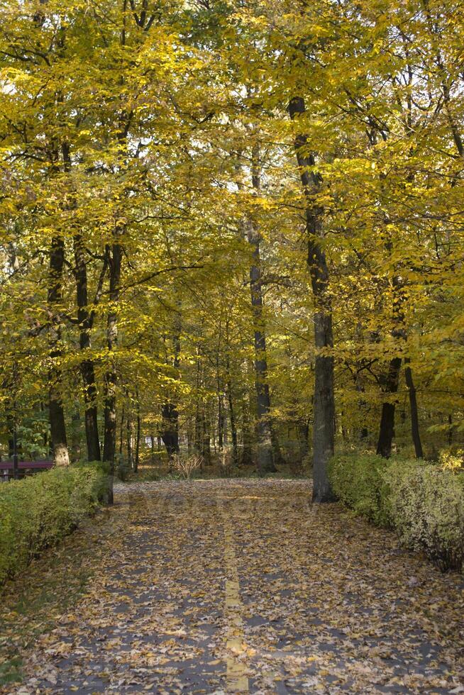 autunno parco. giallo fogliame. bellissimo e tranquillo, calmo posto. autunno paesaggio. foto