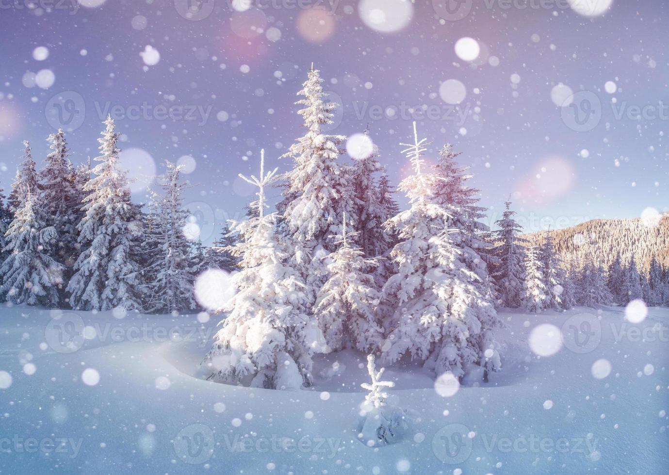 splendido posto invernale. montagne eccezionali. alberi coperti di neve foto