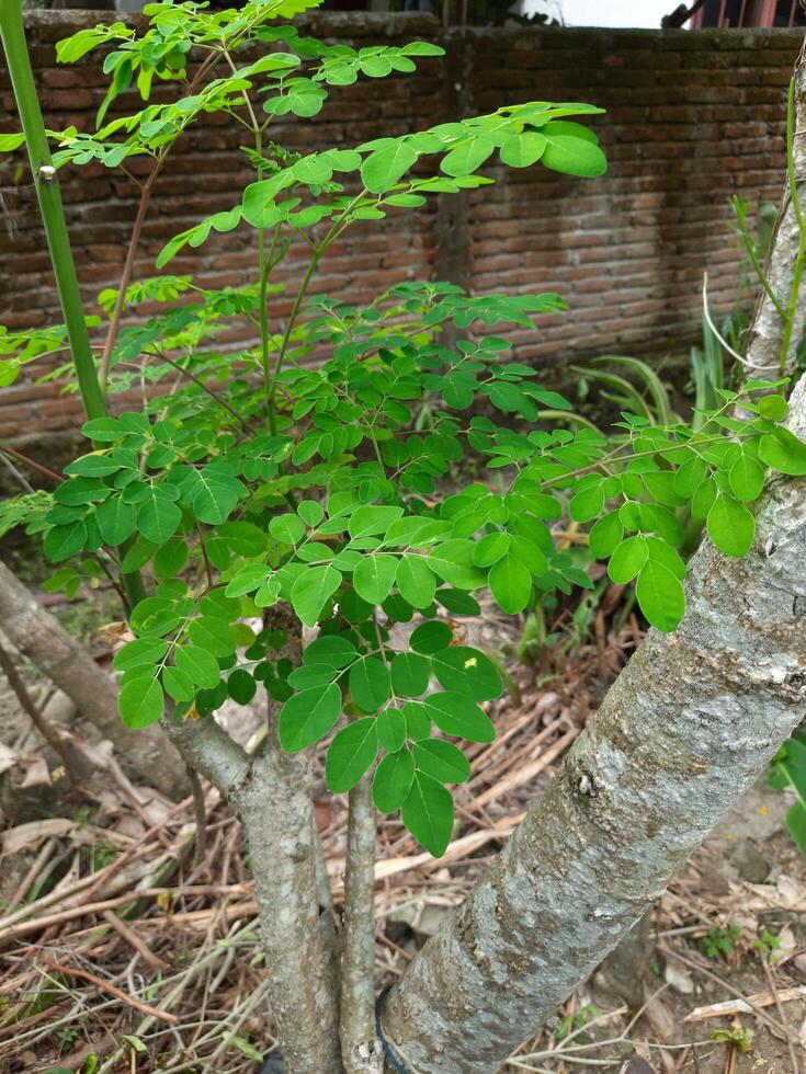 verde le foglie di moringa oleifera nel il giardino foto