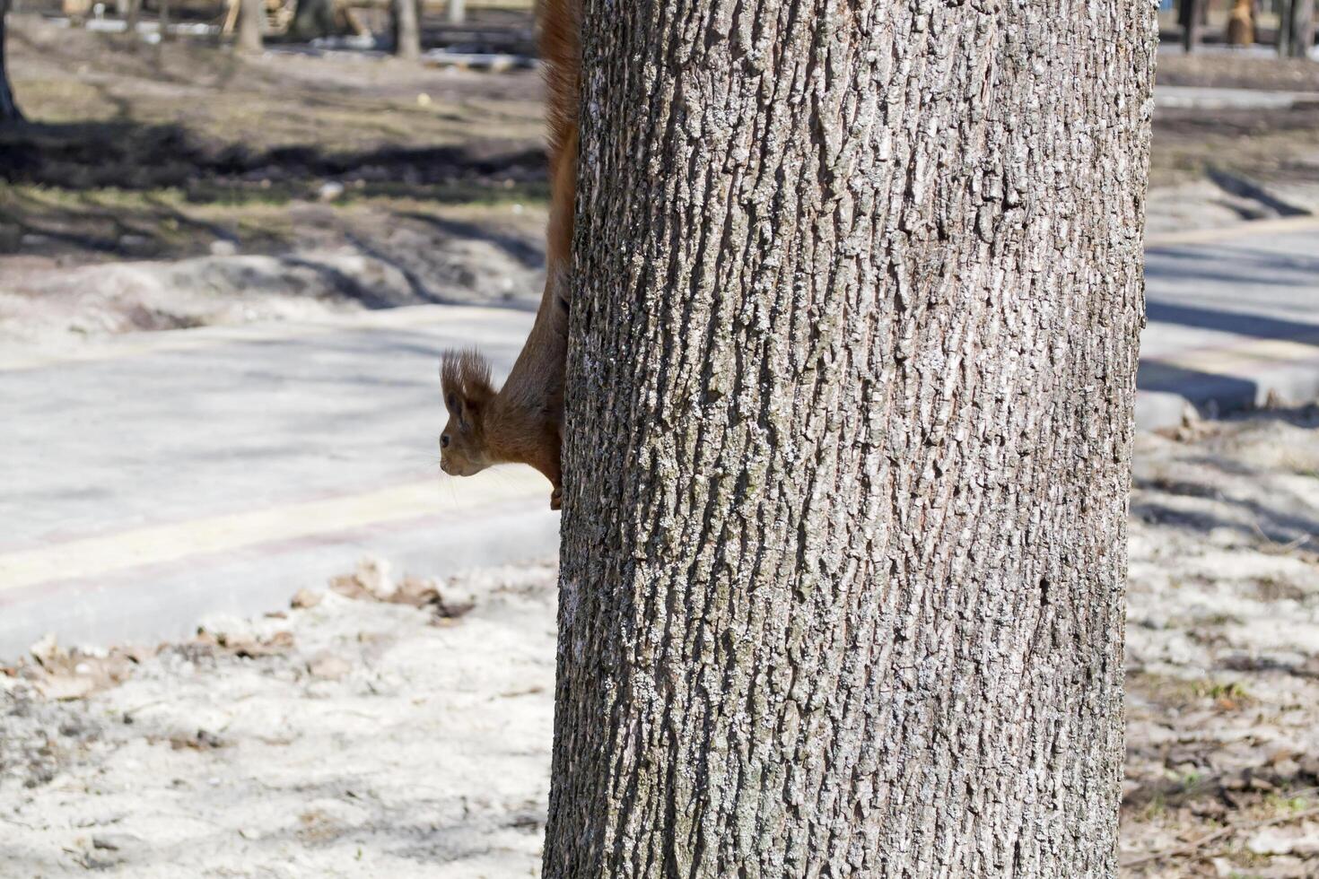 divertente rosso scoiattolo su baule di albero. foto