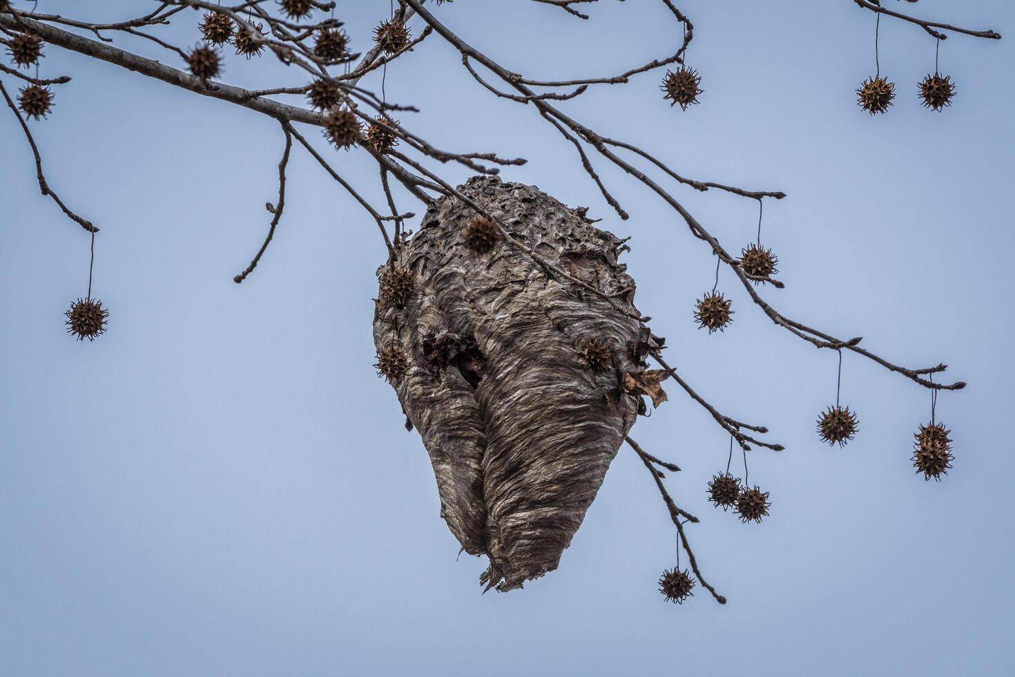 alveare sospeso a partire dal albero rami foto