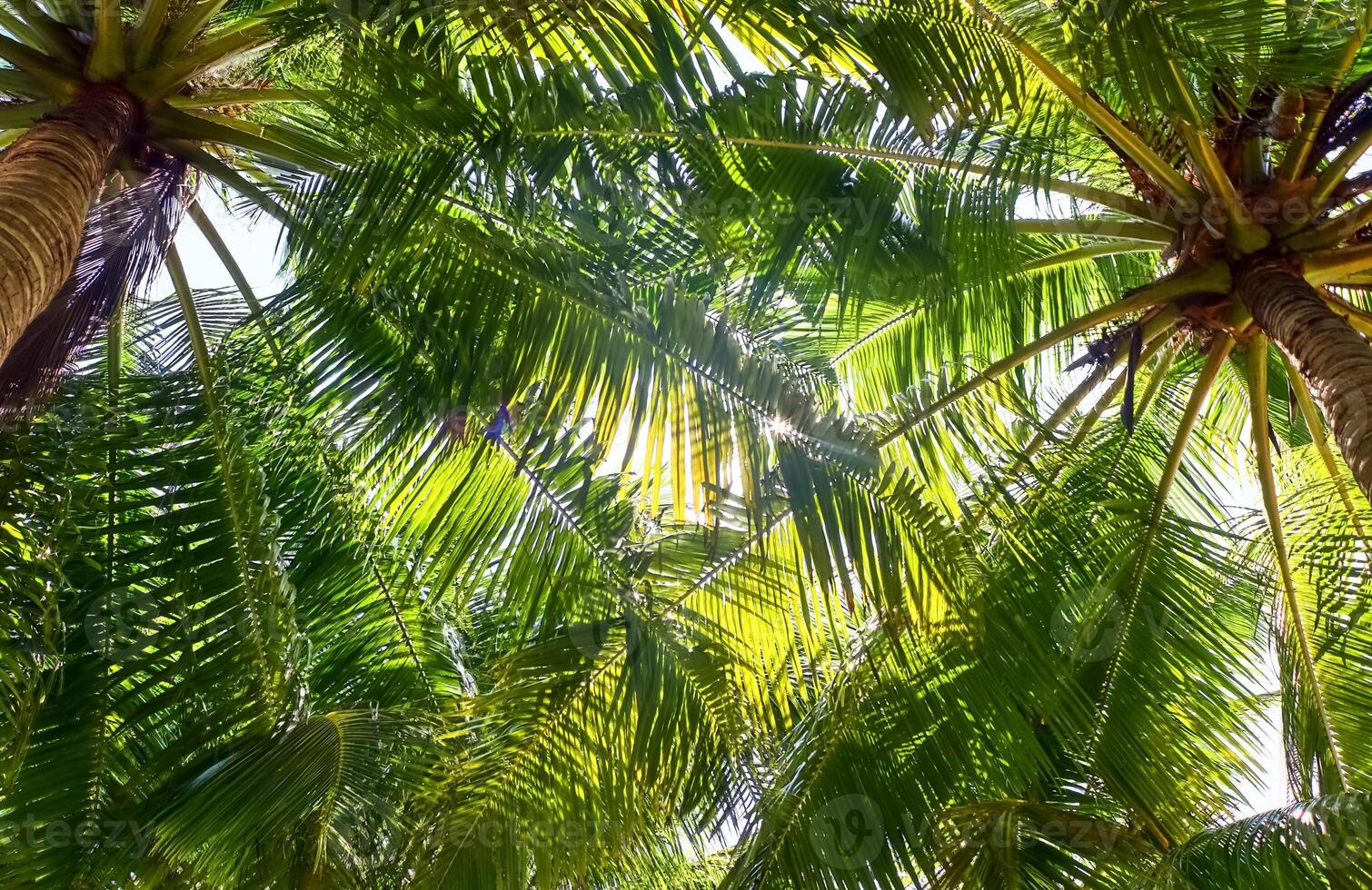 tropicale palma alberi nel il luce del sole nel il Maldive. foto