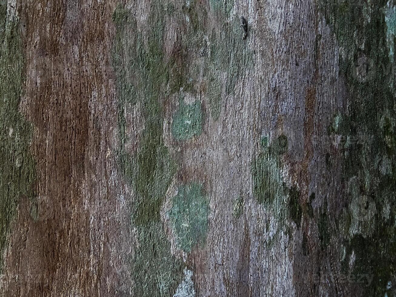 naturale sfondo con vero albero abbaiare struttura foto