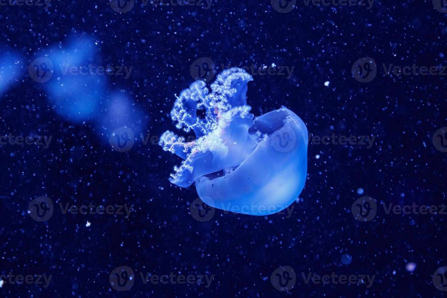 macro di un' bellissimo Medusa rizostoma polmone foto