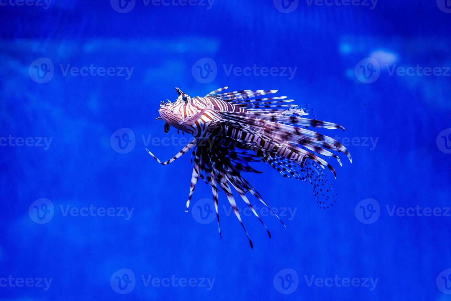 pesce pesce leone - zebra, pterois volitans foto