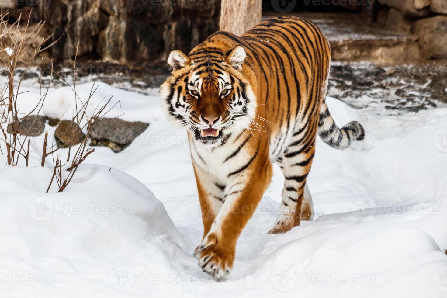 bellissimo panthera tigris su un' nevoso strada foto