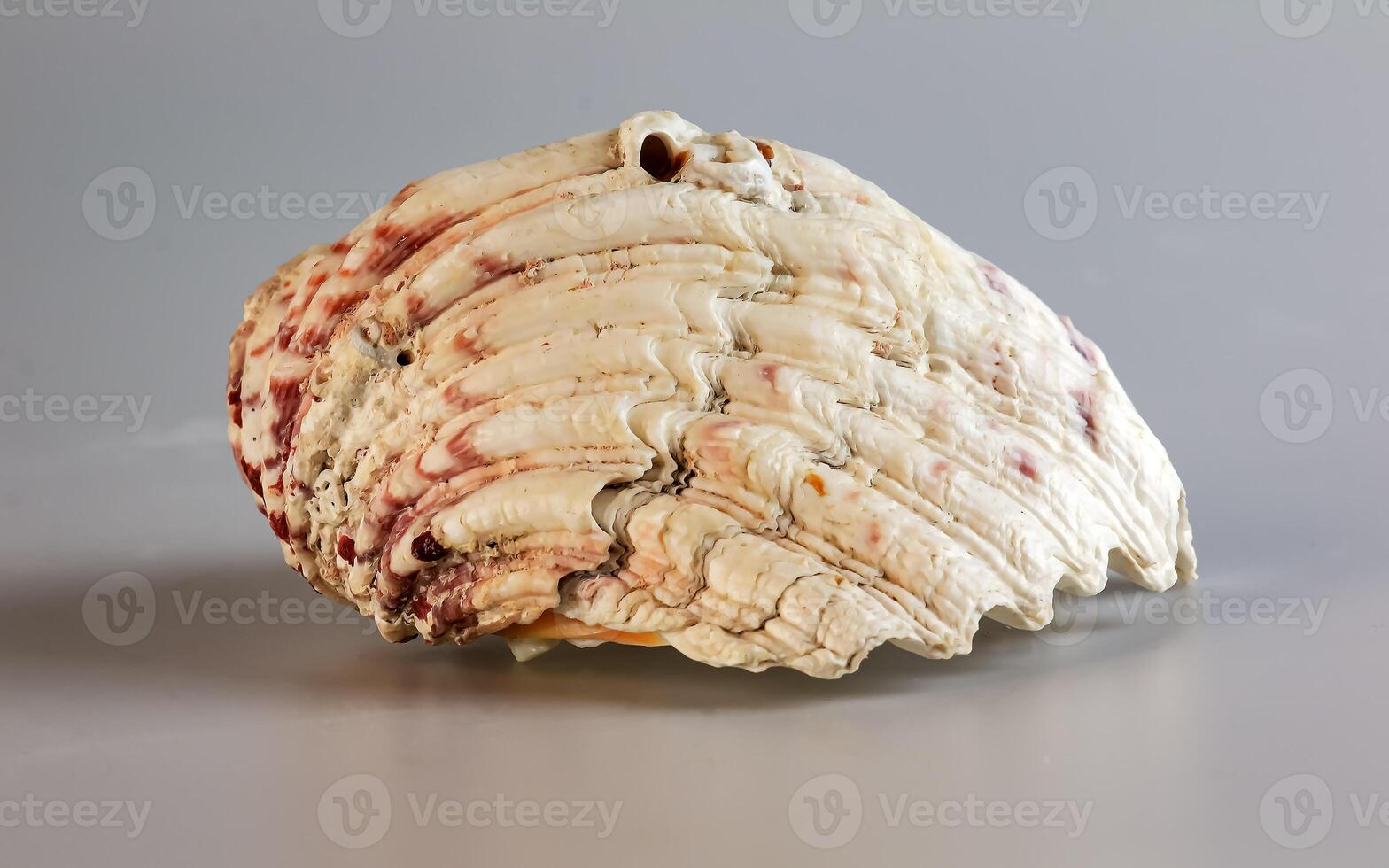 conchiglia di un' grande mare mollusco tridacna giga su un' bianca sfondo foto