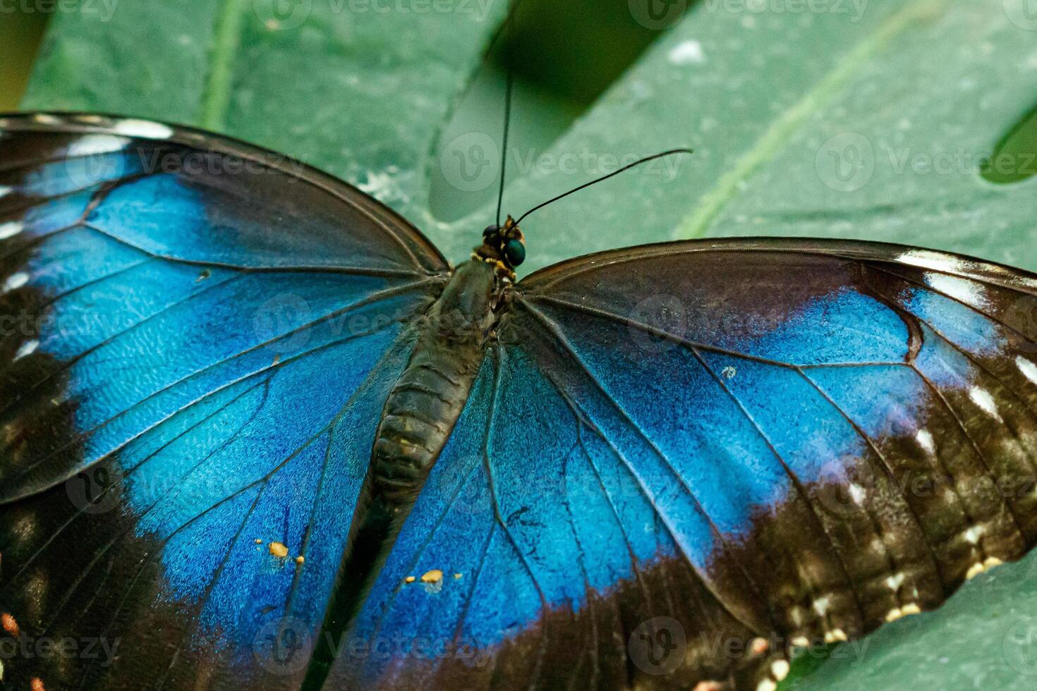 macro bellissimo farfalla morfo Elena foto