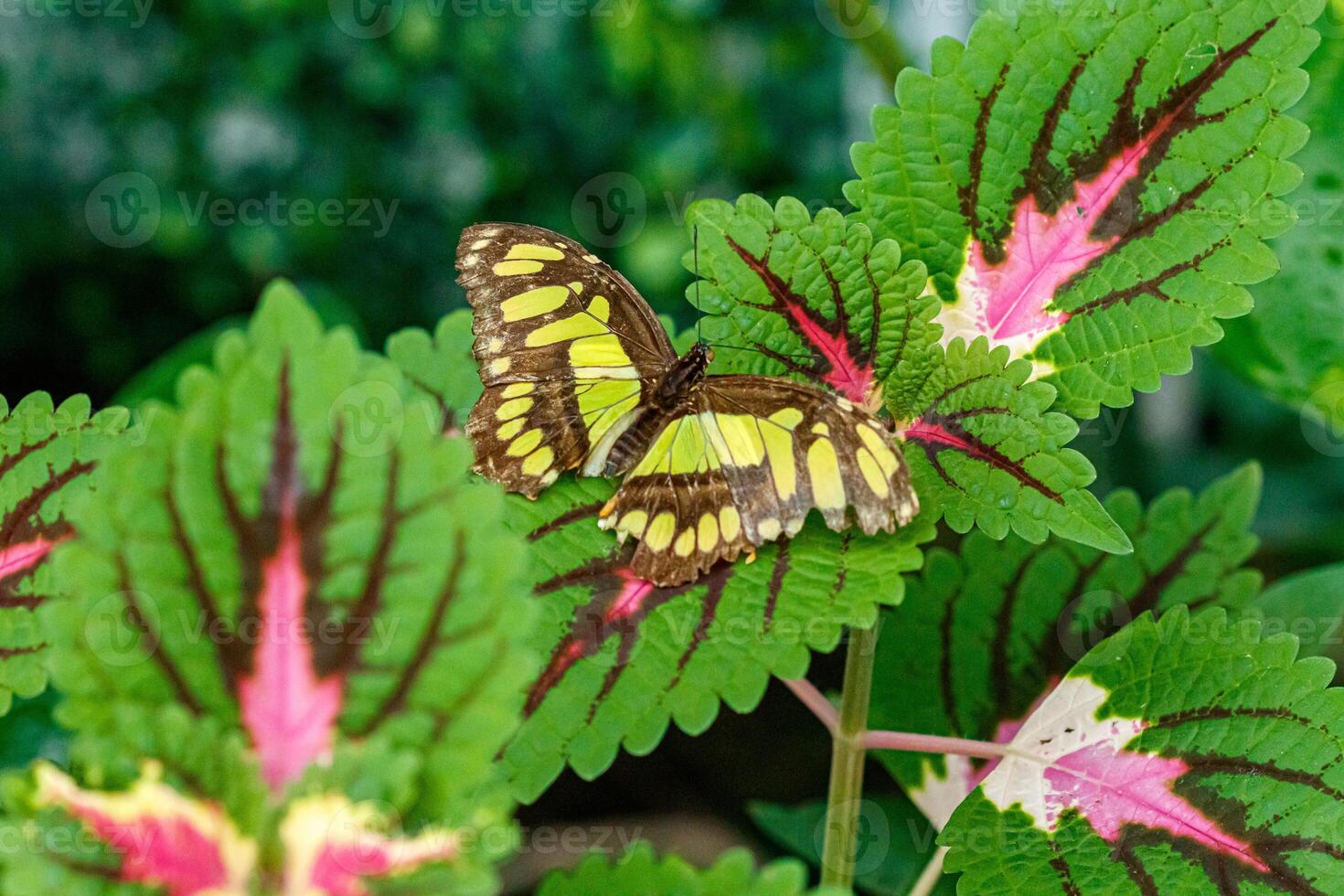 macro bellissimo farfalla siproeta stelene foto