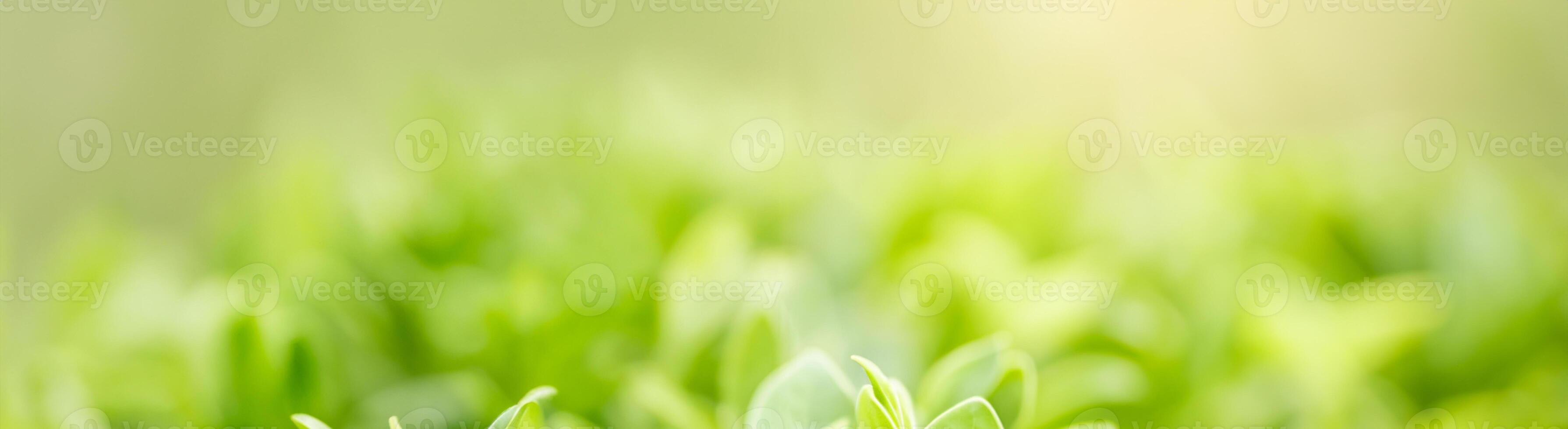 lussureggiante eleganza, vicino su di vivace verde foglie, illuminata dal sole sfocato verdura sfondo con bokeh, ideale per ecologia copertina pagina concetto con ampio copia spazio foto