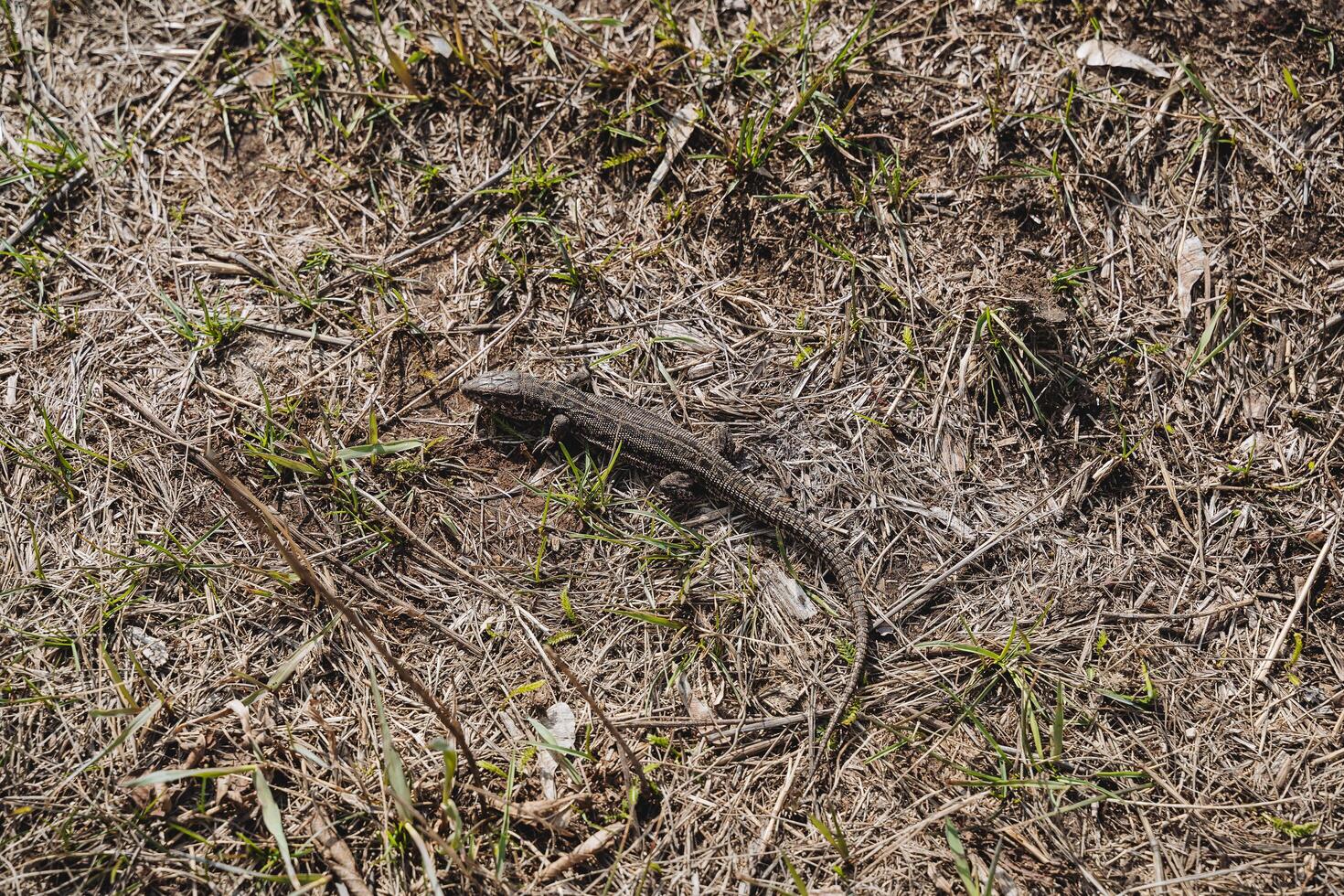 il lucertola svegliato su nel il primavera a partire dal letargo, il lucertola striscia su il asciutto erba Visualizza a partire dal sopra, travestimento il animale nel natura. rettili. foto