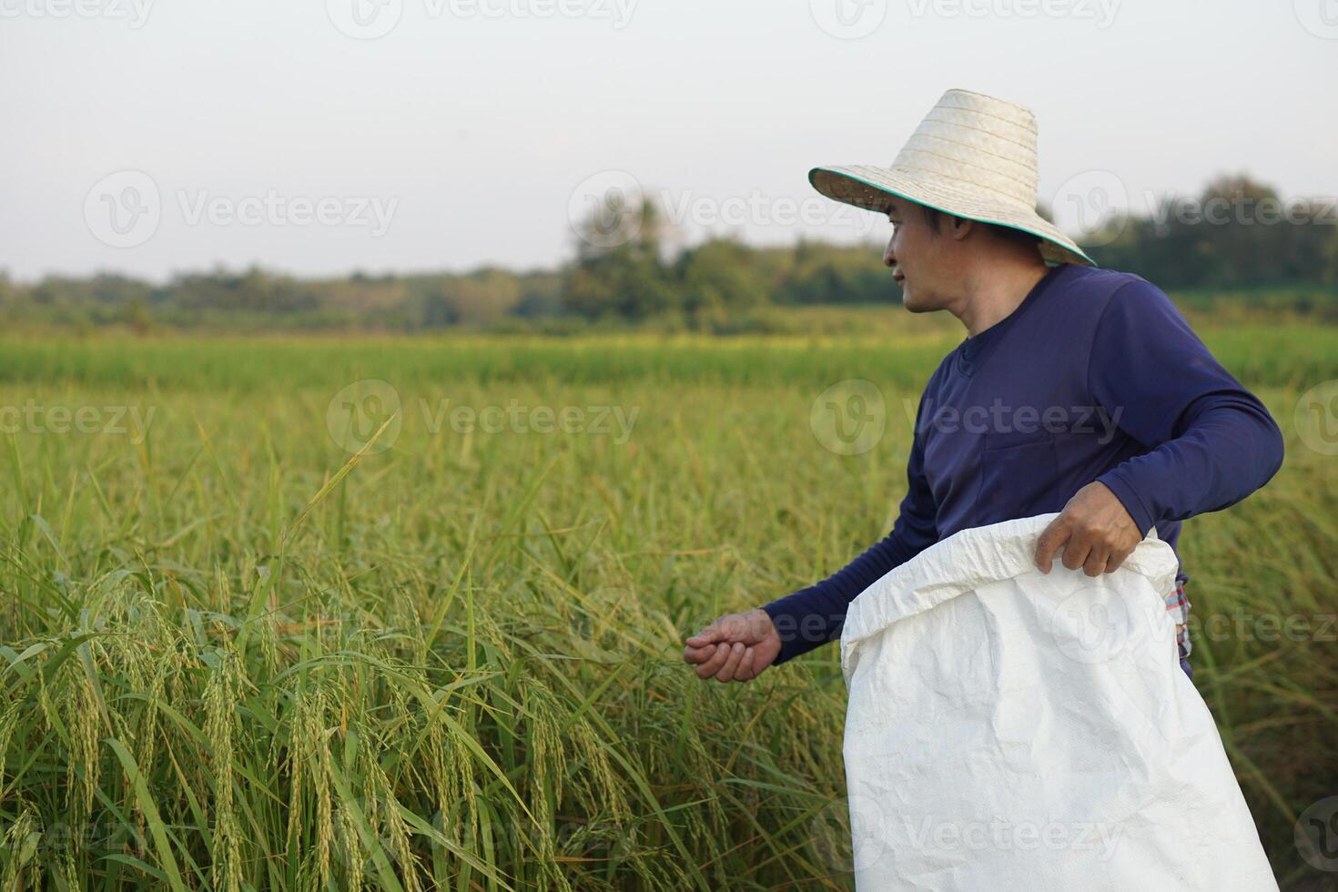 asiatico uomo contadino è Lavorando a risaia campo, indossa cappello, blu camicia, detiene bianca sacco di fertilizzante. concetto, agricoltura occupazione. tailandese contadino, prendere cura e nutrire colture per il migliore qualità. foto