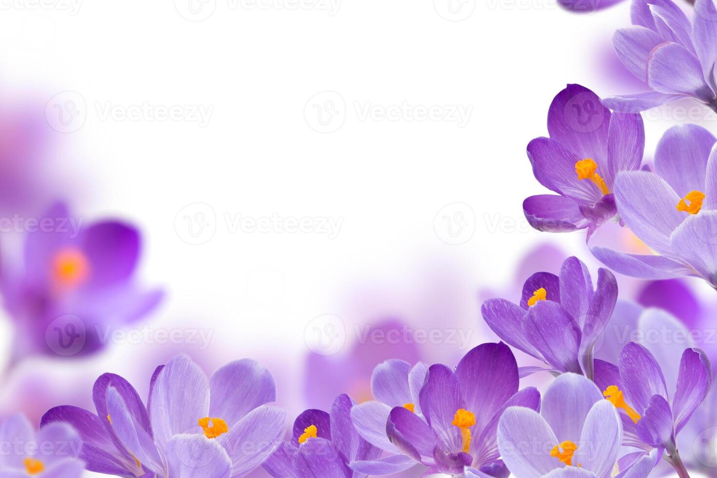 colorato fiori nel primavera sfondo foto