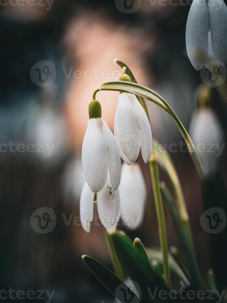 bucaneve nel il giardino foto