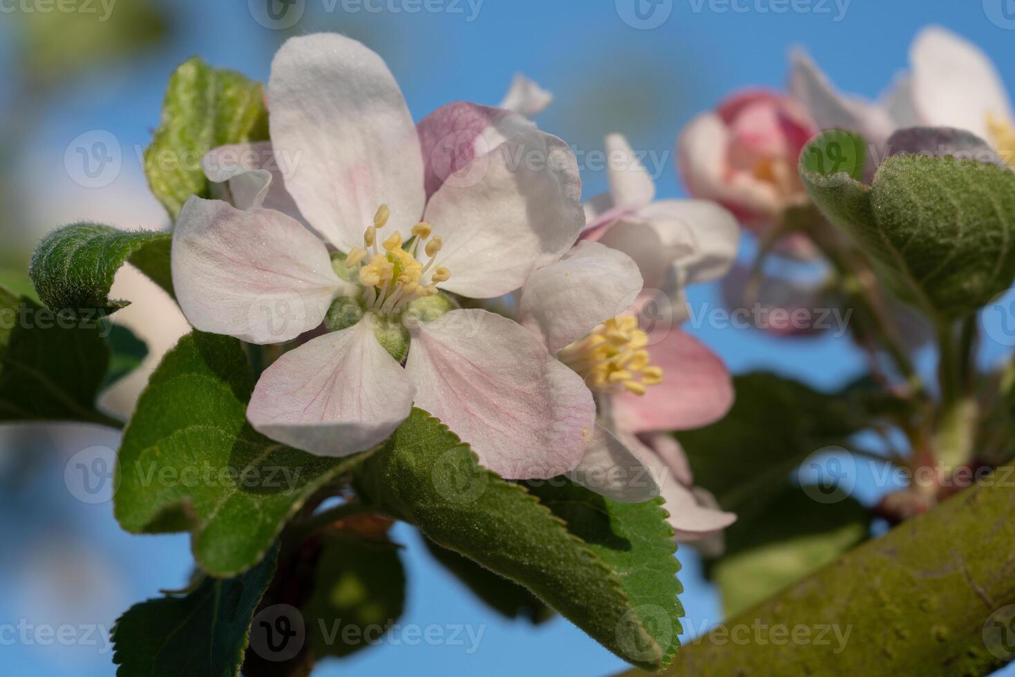 Mela albero, malus domestica foto