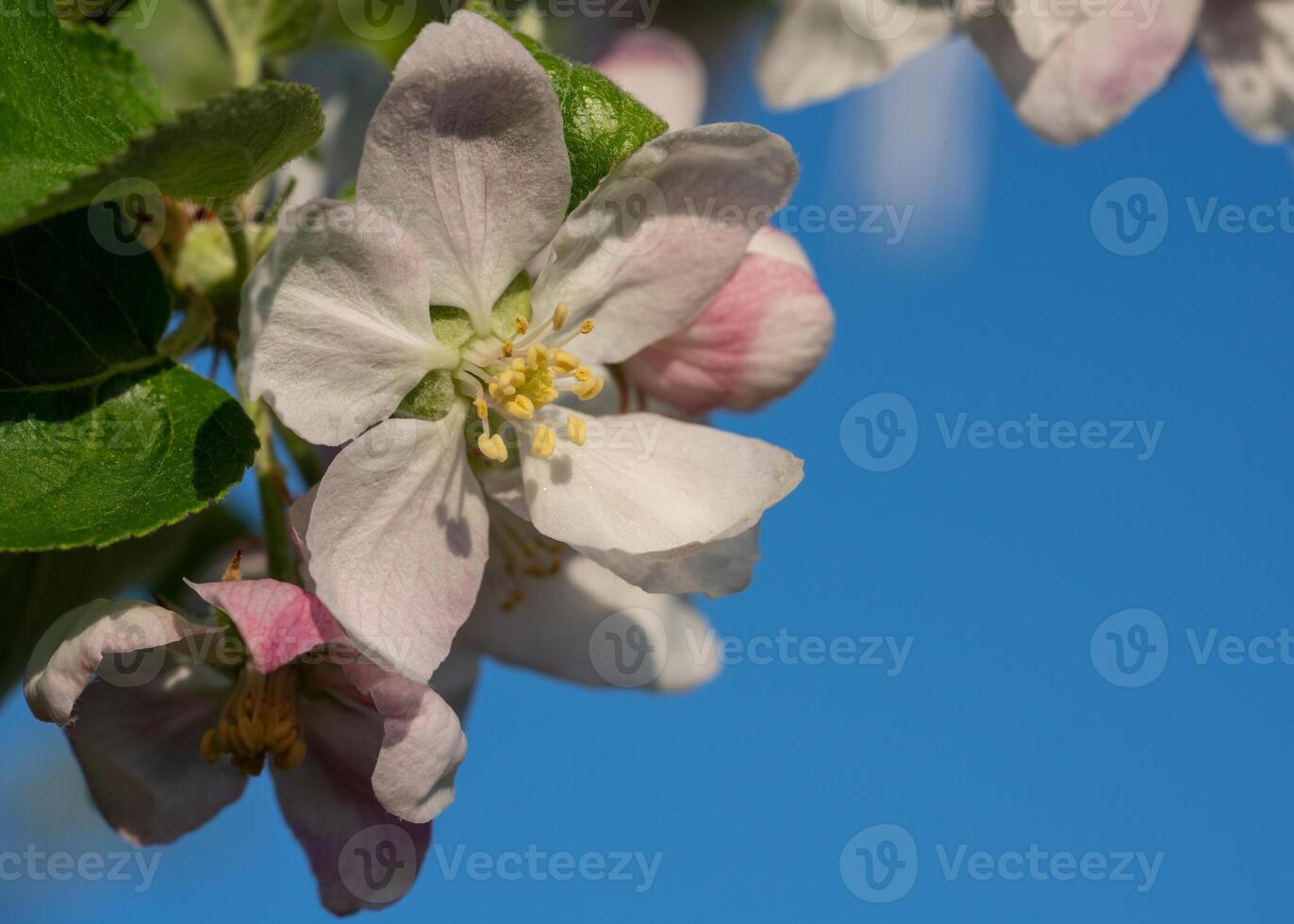 Mela albero, malus domestica foto