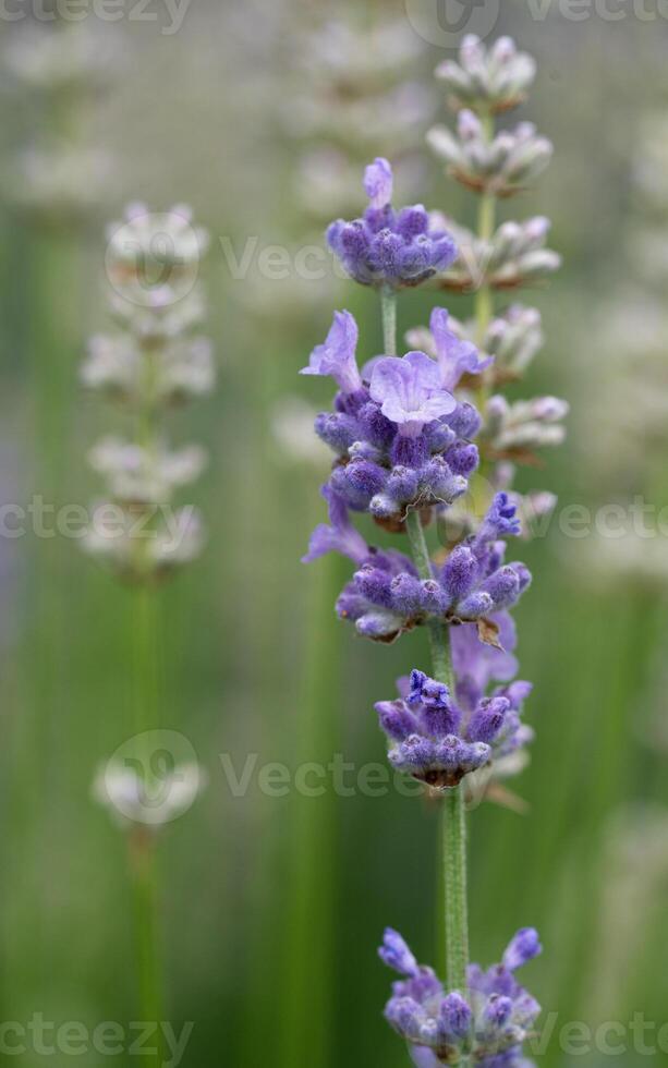 Comune lavanda, Lavandula angustifolia foto