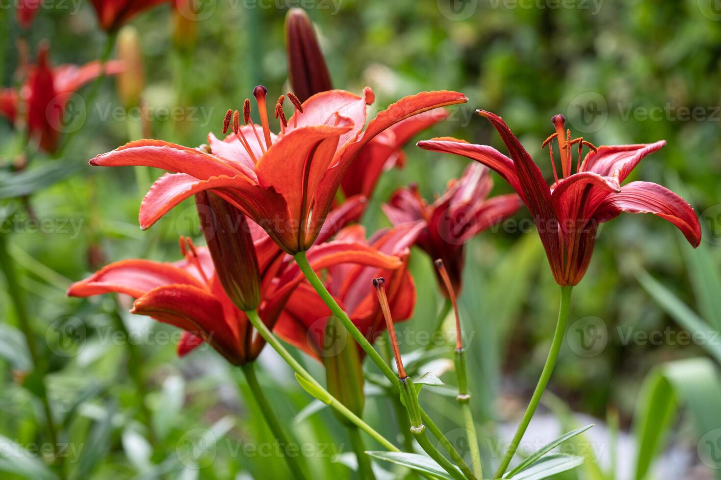 asiatico giglio, lilium asiatico foto