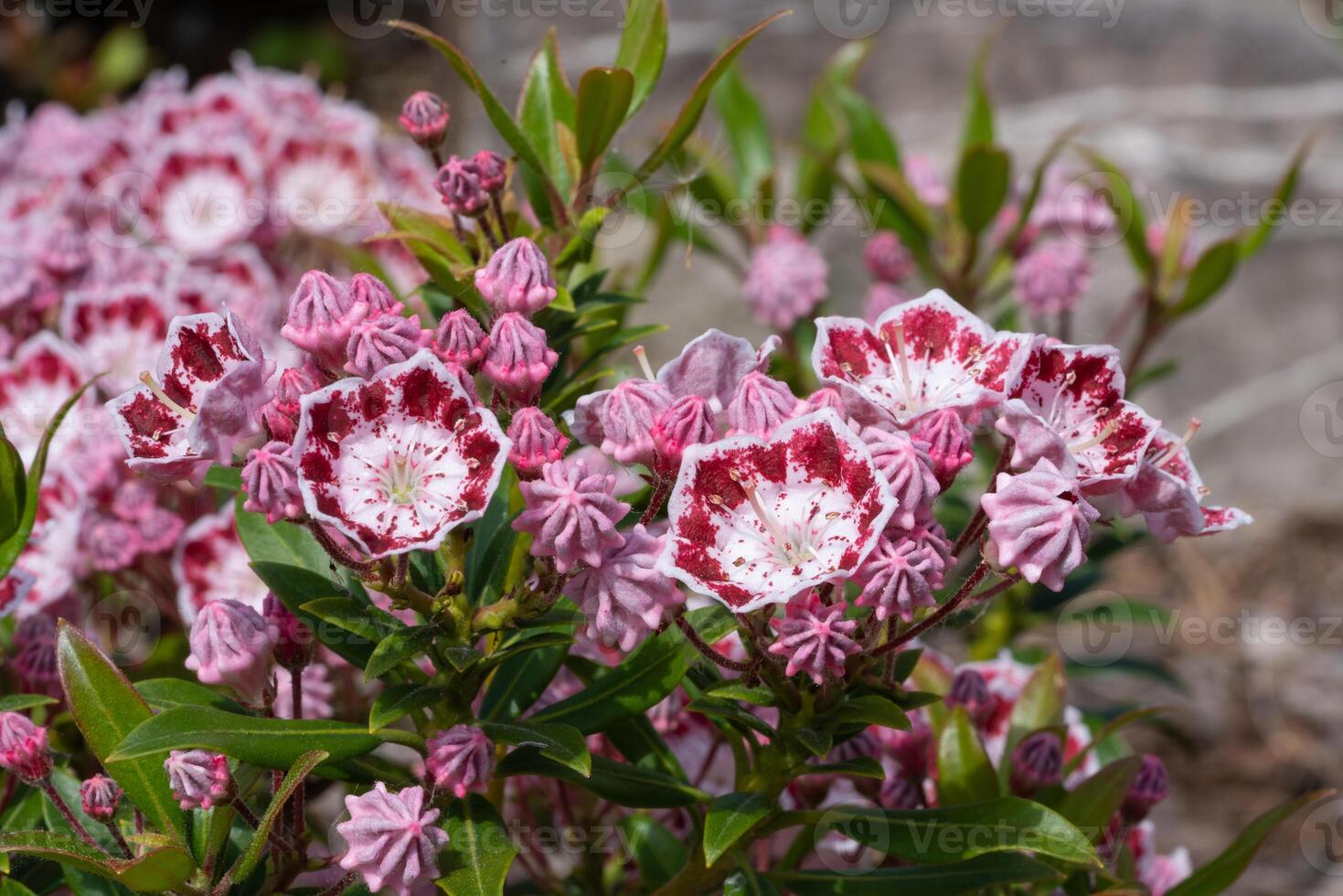 montagna alloro, kalmia latifolia foto