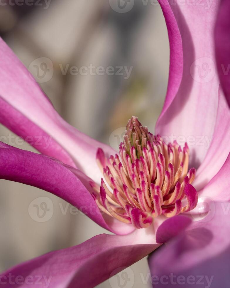 tulipano magnolia, magnolia liliiflora foto