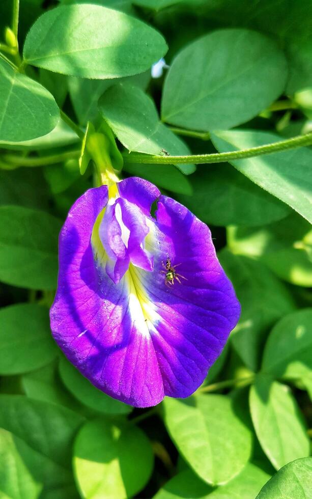 Clitoria ternatea fiore è viola con ragni su il fiori foto