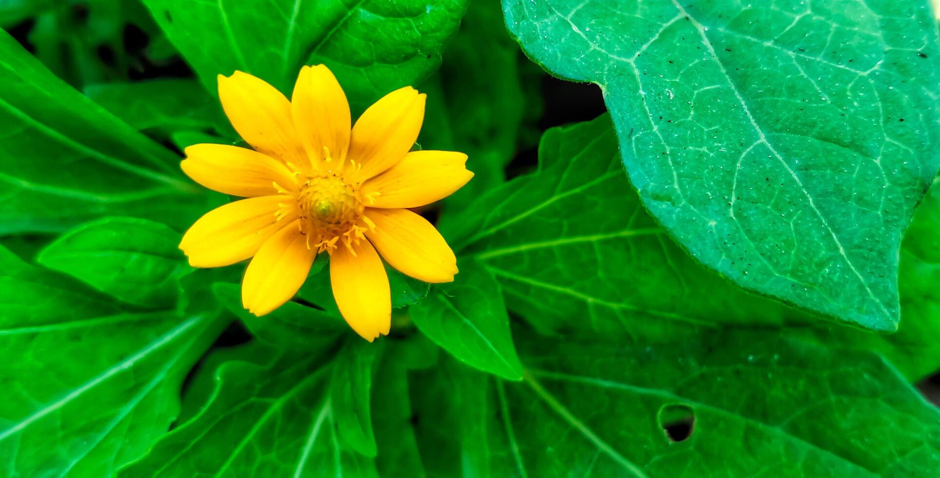 medaglione fiori siamo medaglione giallo fiori siamo giallo foto