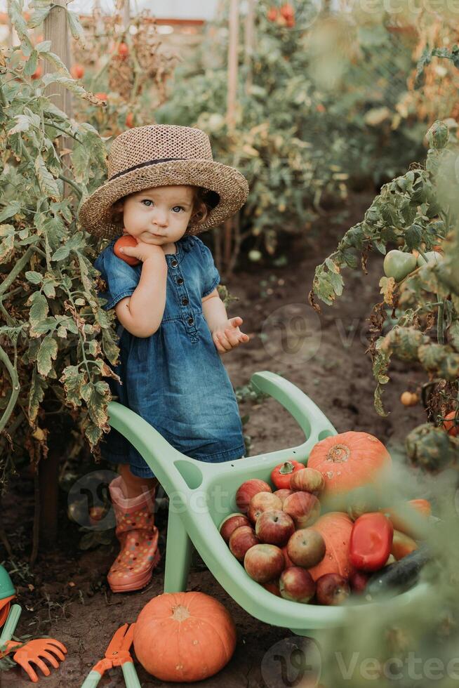 ragazza raccolta Ritaglia di verdure e frutta e mette esso nel giardino carriola. autunno concetto foto