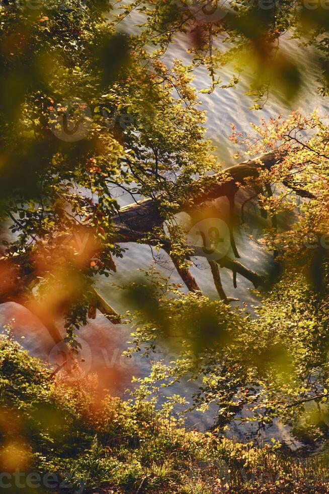 caduto albero al di sopra di acqua con autunno le foglie foto