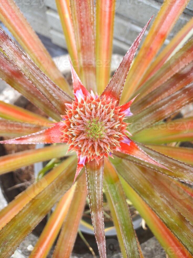 il ananas fiore ha cresciuto per modulo un' piccolo ananas foto