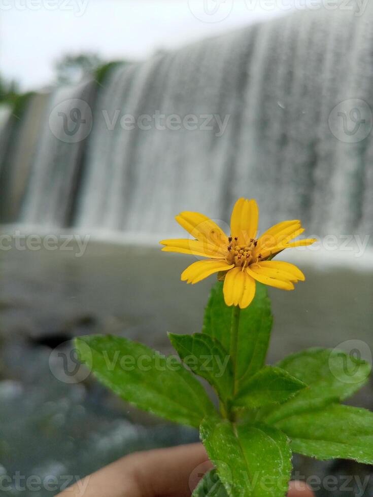 giallo margherita fiore pianta con cascata sfondo foto