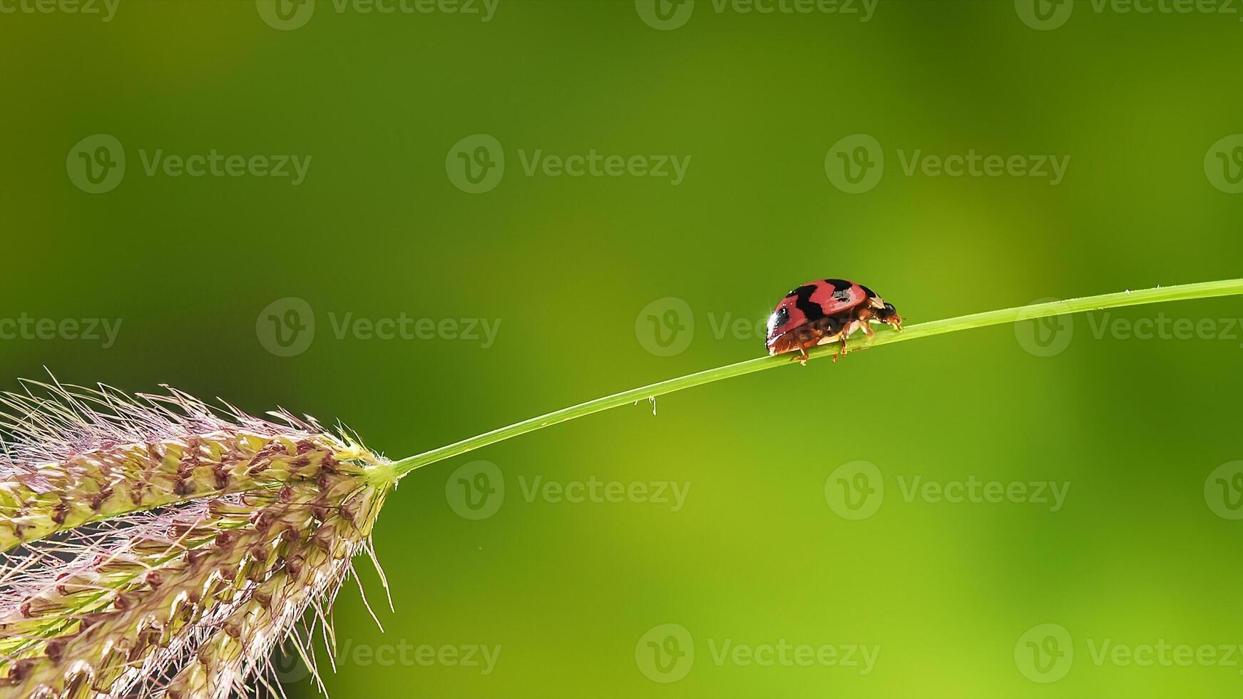 coccinella o piccolo scarafaggio Coccinellidae foto