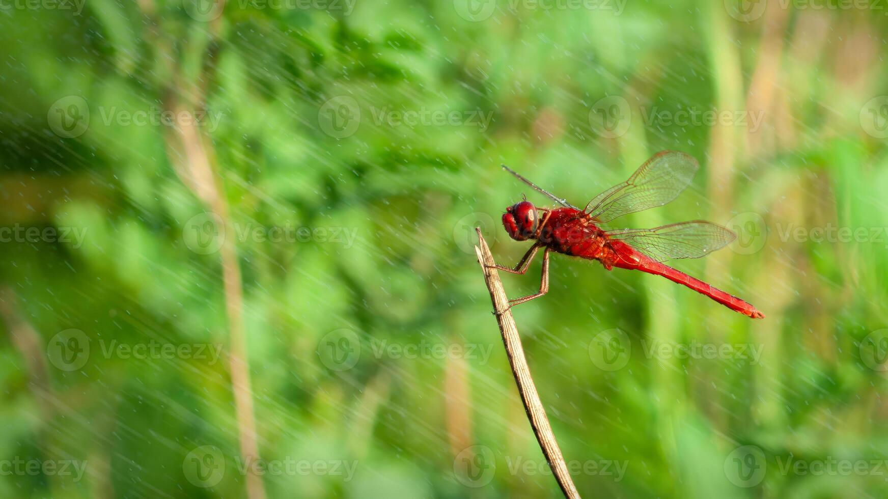 un' venato di rosso darter o nomade libellula è arroccato su un' ramo e inzuppato nel acqua piovana foto