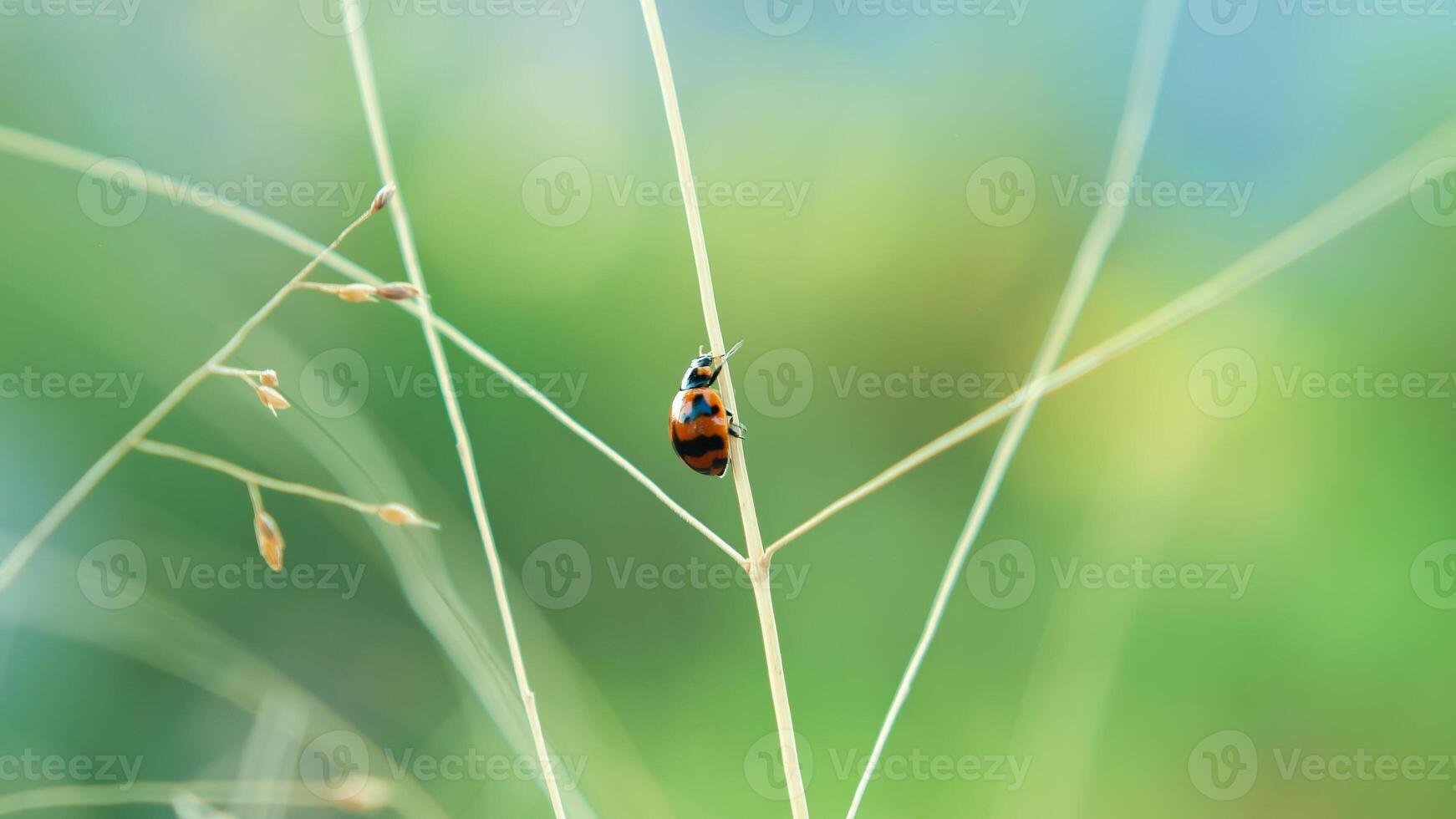 coccinella o piccolo scarafaggio Coccinellidae foto