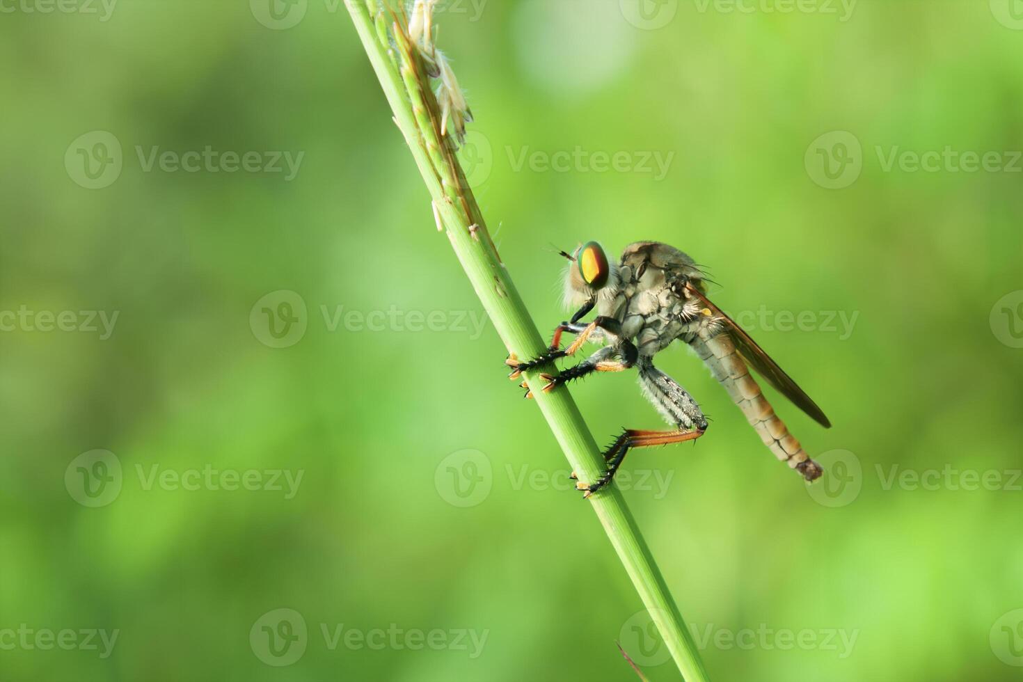 rapinatore mosche o Asilidae è arroccato su il ramo di il ramoscello nel cespuglio la zona foto