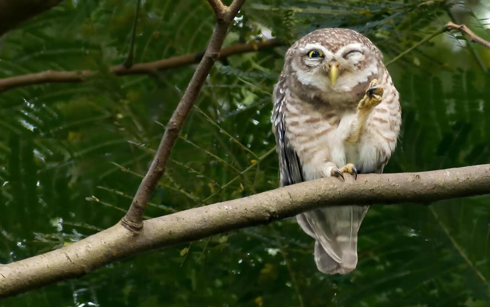 un' piccolo gufo seduta su un' ramo nel il foresta foto