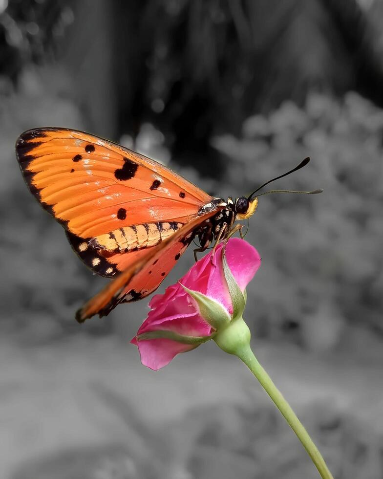 un' farfalla è arroccato su un' rosa fiore foto