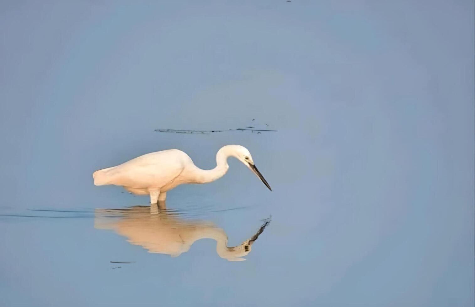 un' bianca uccello è in piedi nel il acqua con suo riflessione foto