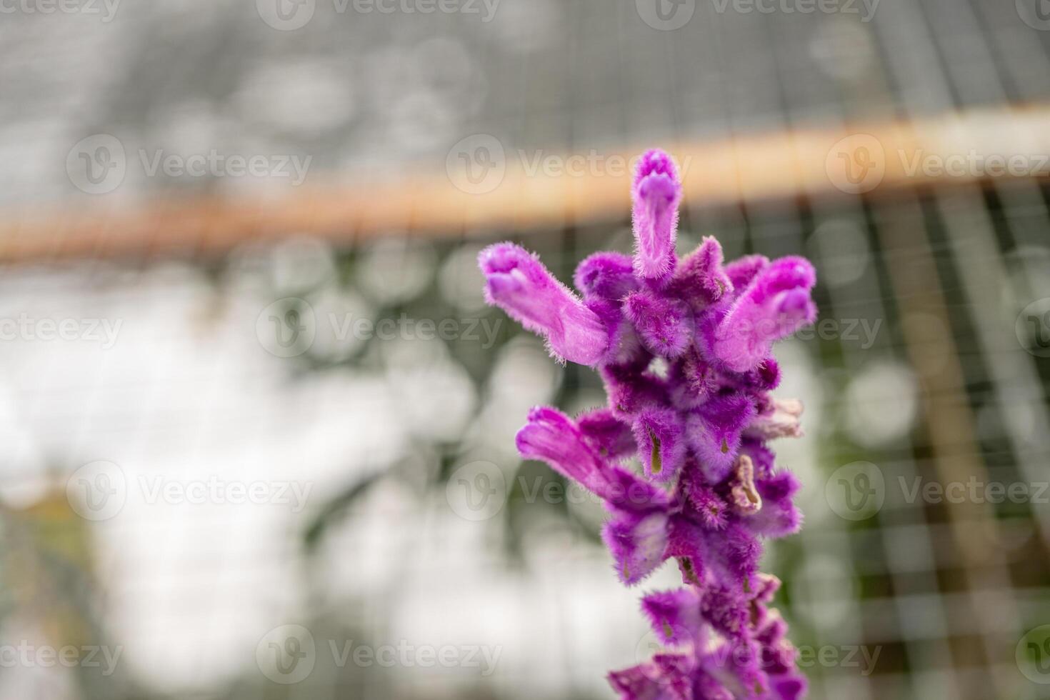 piccolo viola fiore di messicano cespuglio saggio salvia leucanta su il giardino. foto è adatto per uso per natura sfondo, botanico manifesto e giardino soddisfare media.