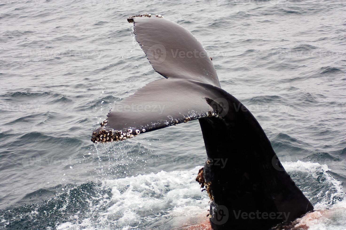 gobba balena coda in piedi su su di acqua monterey California foto