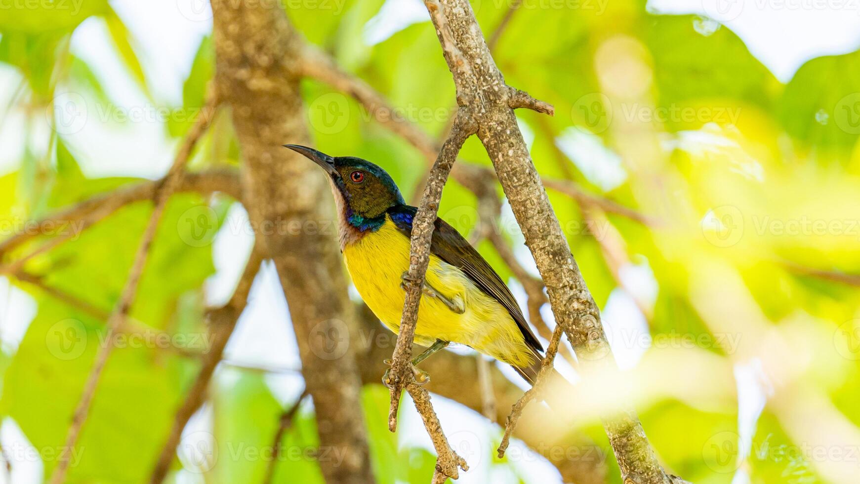 dalla gola bruna sunbird arroccato su albero foto