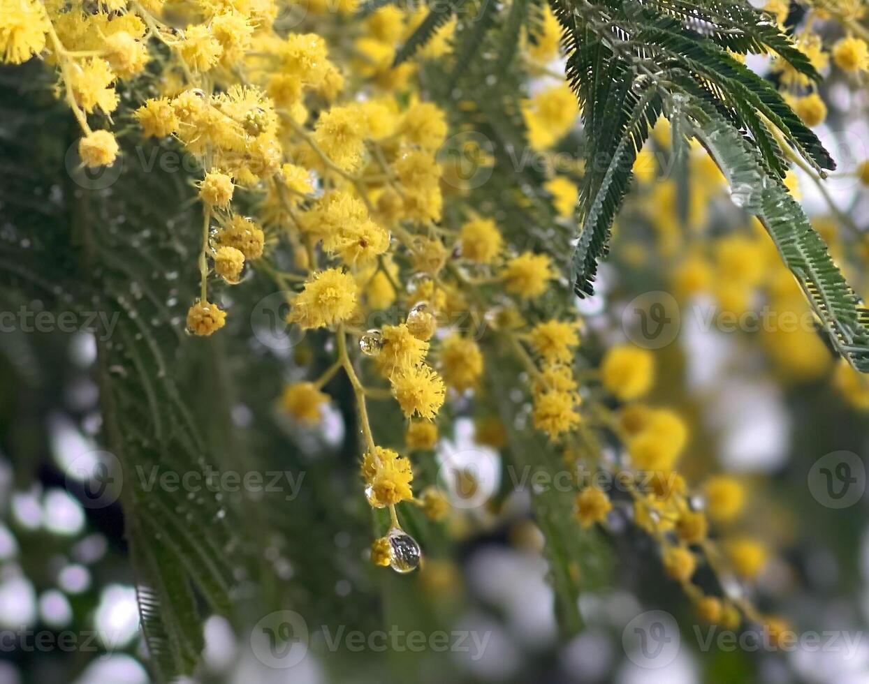 giallo mimosa fiori nel il pioggia foto