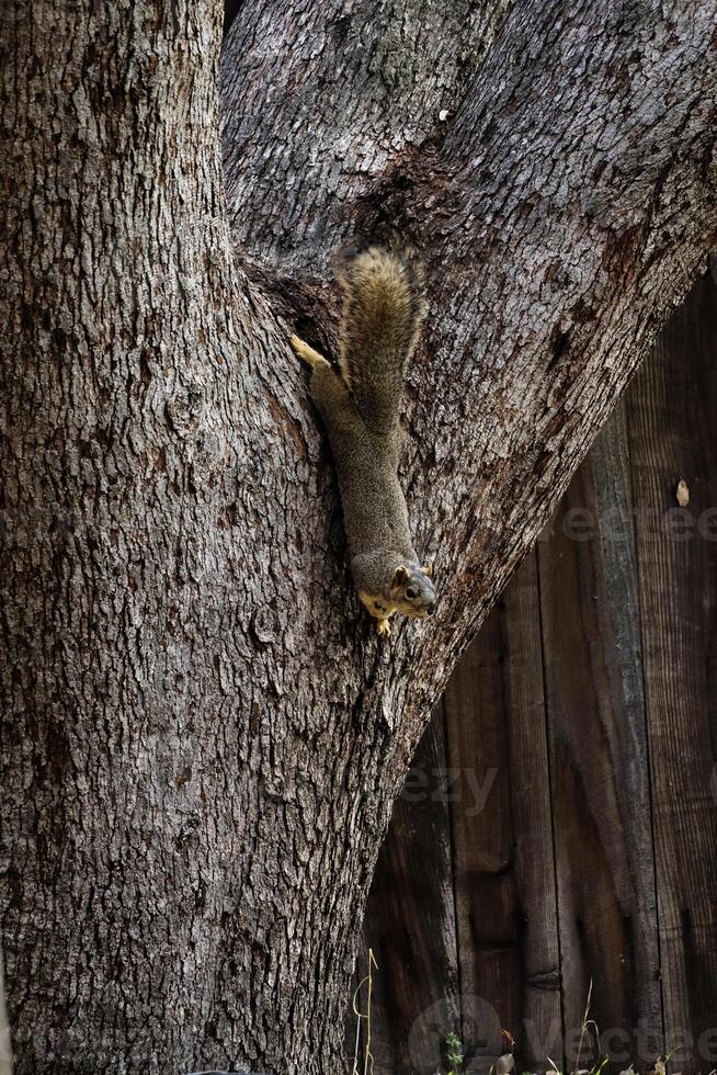 grigio scoiattolo sottosopra giù su quercia albero tronco foto