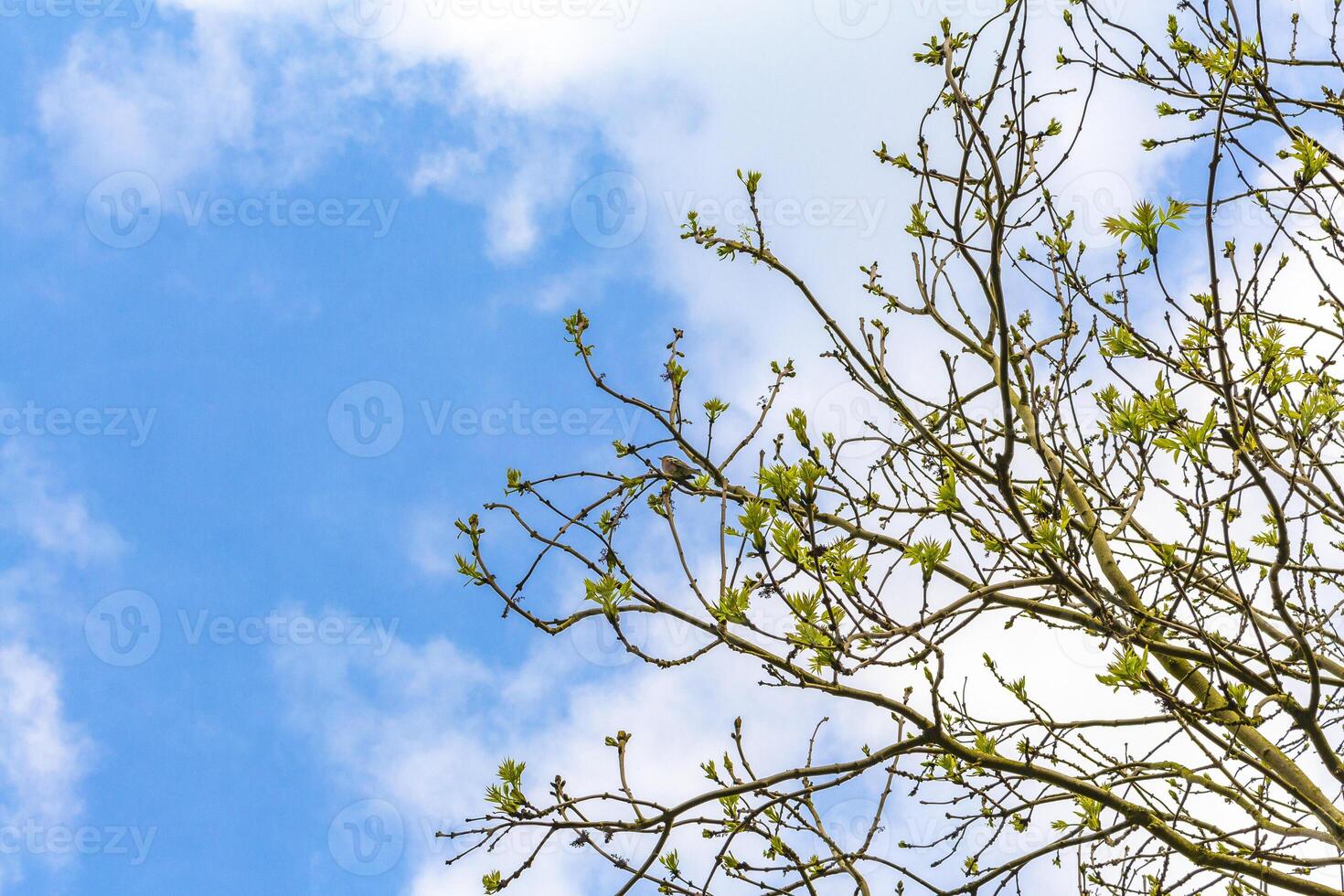 Treetops rami e impianti con blu cielo sfondo nel Germania. foto